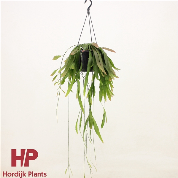 <h4>Pseudorhipsalis ramulosa 'Red Coral'</h4>