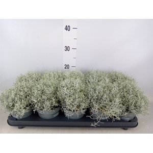 Leucophyta brownii