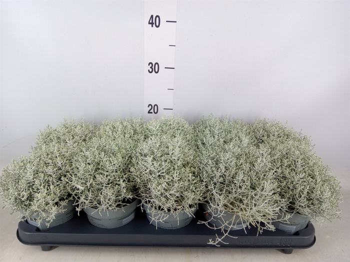 <h4>Leucophyta brownii</h4>