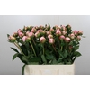 Paeonia Sarah Bernhardt