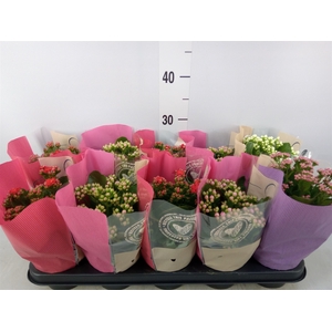 Kalanchoe blos.   ..rosebud rs fl 4