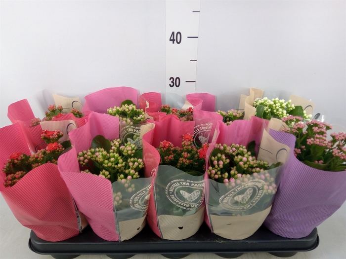 <h4>Kalanchoe blos.   ..rosebud rs fl 4</h4>