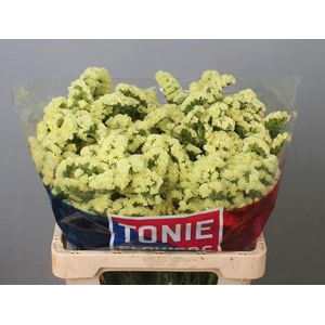 LIM S YELLO SUN BIRD