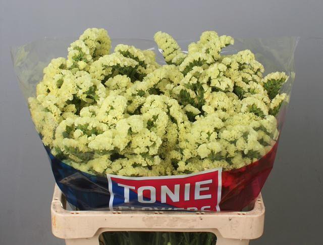 <h4>LIM S YELLO SUN BIRD</h4>