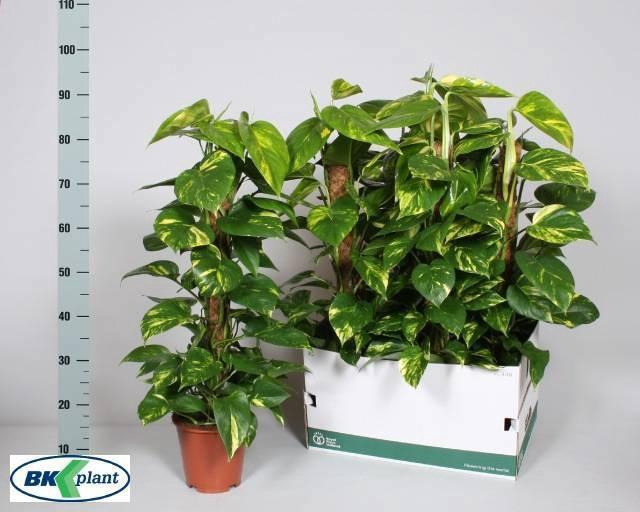 <h4>EPIPR MOSSTOK</h4>