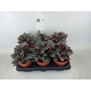 Peperomia caperata 'Lima'