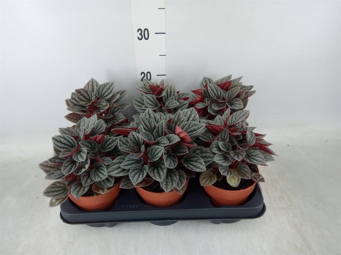 <h4>Peperomia caperata 'Lima'</h4>
