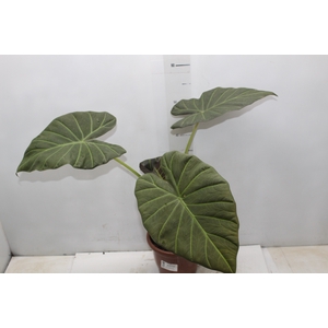ALOCASIA REGAL SHIELDS P17