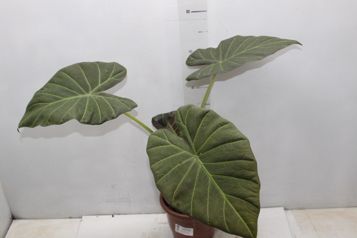 ALOCASIA REGAL SHIELDS P17