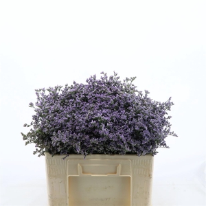 Limonium Utah Blue