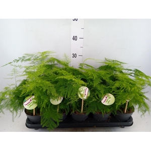 Asparagus setaceus