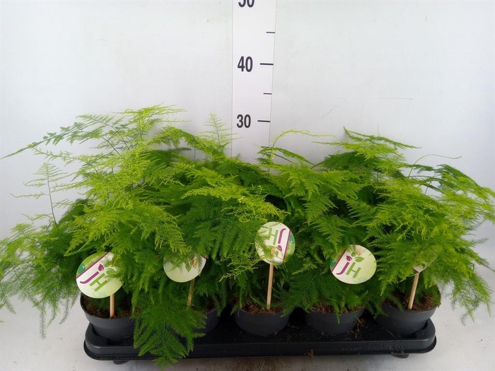 <h4>Asparagus setaceus</h4>