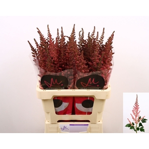 Astilbe Visions Pink Marginpar