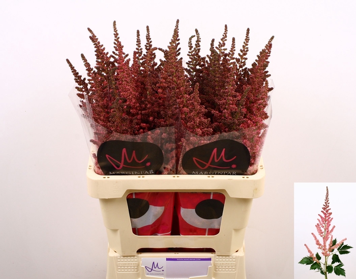 <h4>Astilbe Visions Pink Marginpar</h4>