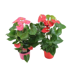 Anthurium Flamingo mix 17cm rood-roze