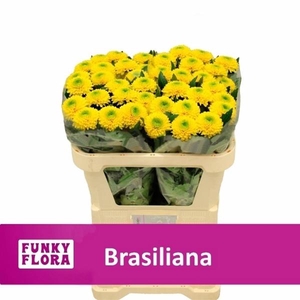CHR G BRASILIANA