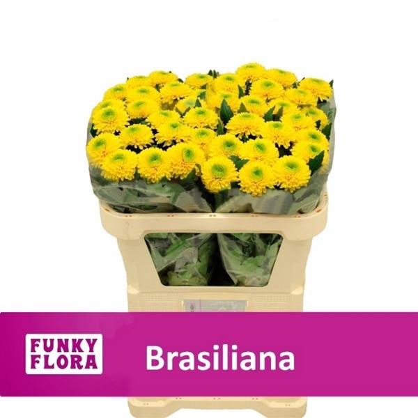 <h4>CHR G BRASILIANA</h4>
