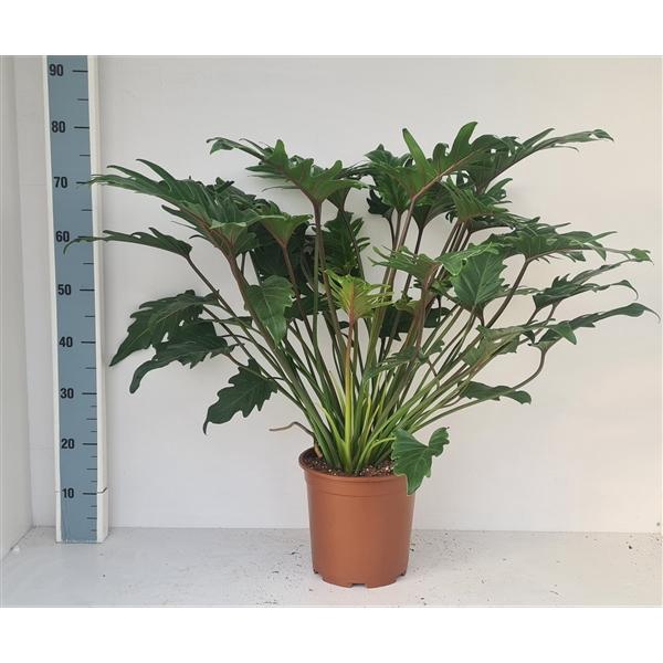 <h4>Philodendron 'Xanadu'</h4>