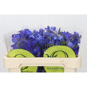 Delphinium Oriental Blue
