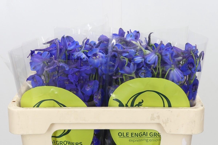 <h4>Delphinium Oriental Blue</h4>