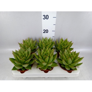 Echeveria   ...