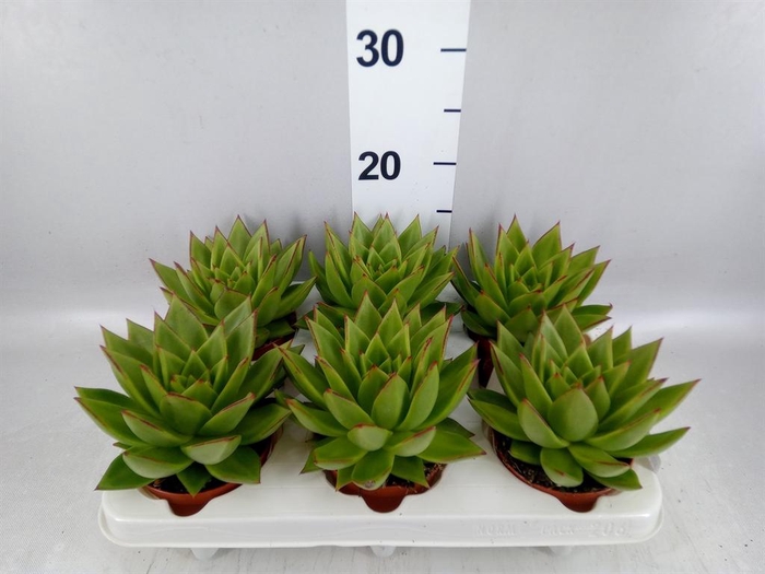 <h4>Echeveria   ...</h4>