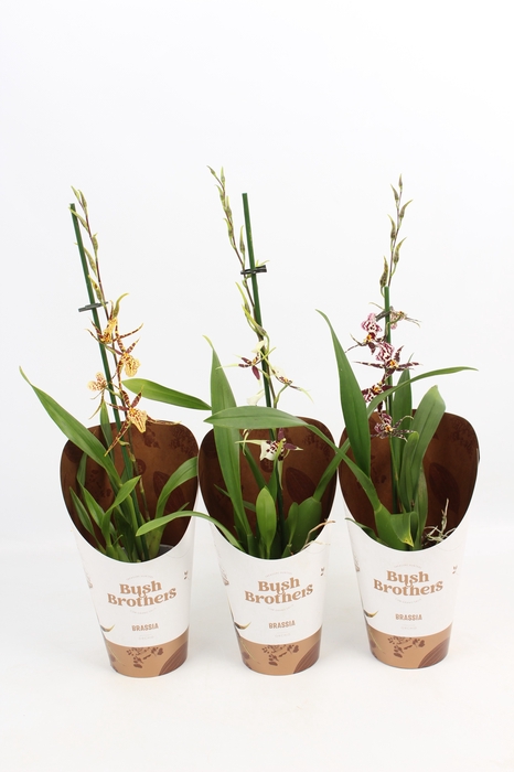 <h4>BRASSIA SUMMER DREAM</h4>