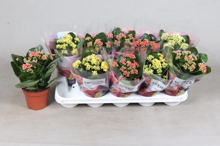 <h4>KAL GE GEM 5 KL</h4>