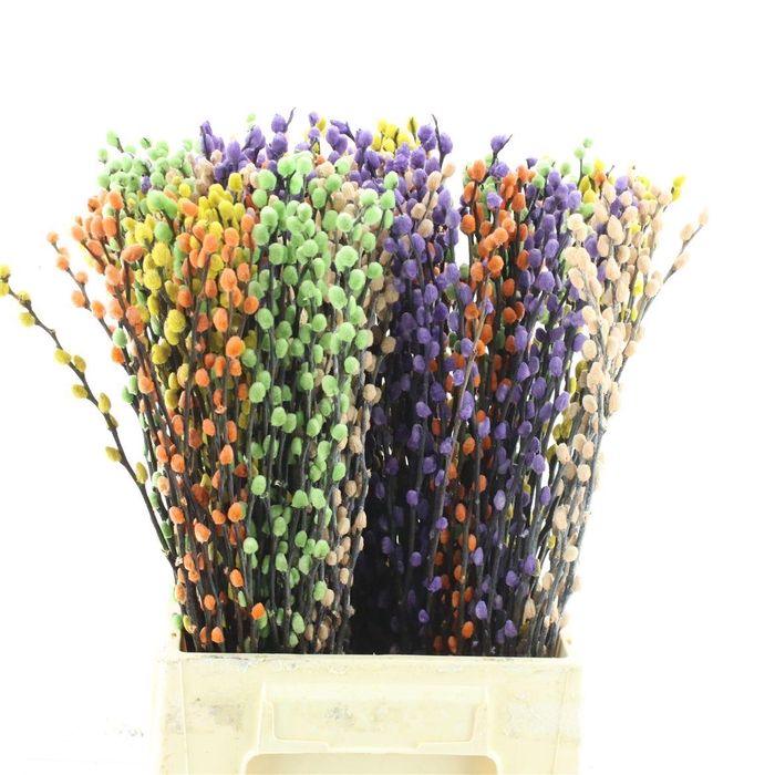 <h4>Salix Snow Flake Klb Mix In Fust</h4>