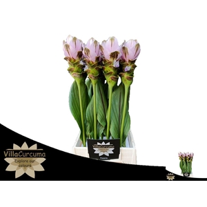Curcuma Al Siam Shadow Pink
