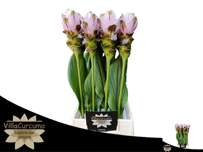 <h4>Curcuma Al Siam Shadow Pink</h4>