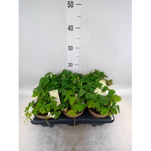 Oxalis trian. ssp papilion.