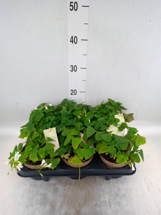 <h4>Oxalis trian. ssp papilion.</h4>