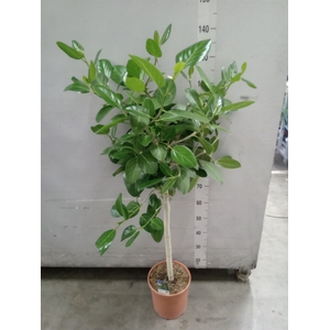 Ficus   ...