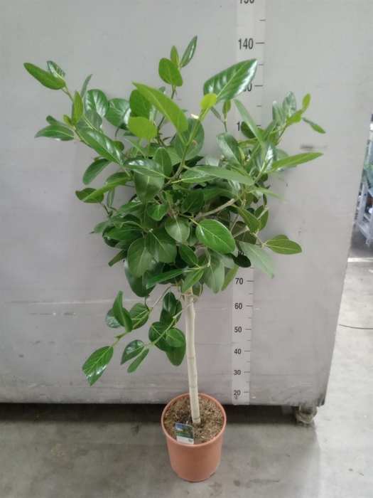 <h4>Ficus   ...</h4>
