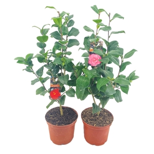 Camellia japonica