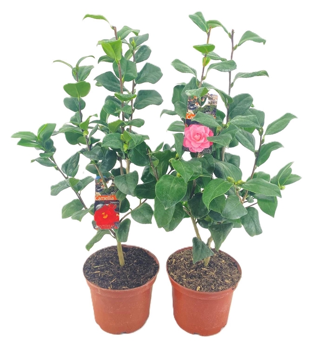 <h4>Camellia japonica</h4>
