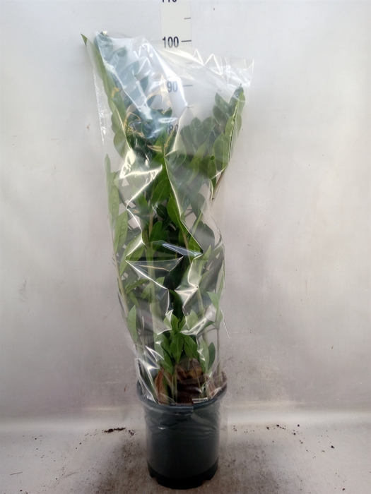 <h4>Zamioculcas zamiifolia</h4>