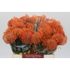 Nutans Ayoba Mandarin Zest