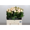Paeonia Snow Mountain