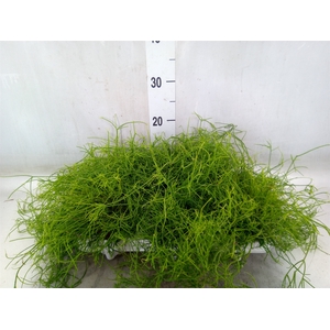 Rhipsalis cassutha