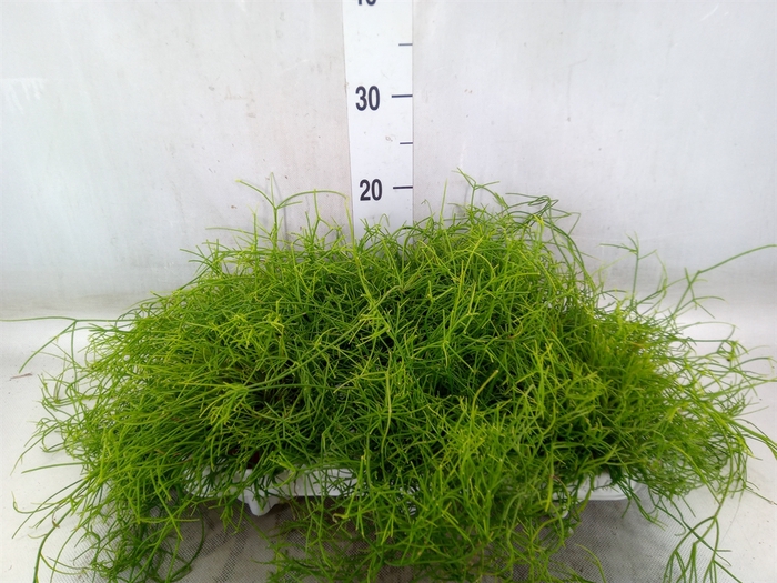 <h4>Rhipsalis cassutha</h4>