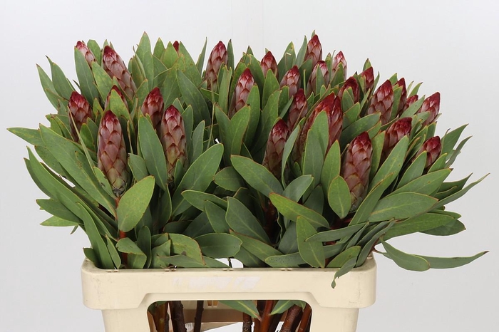 <h4>Protea Robijn</h4>