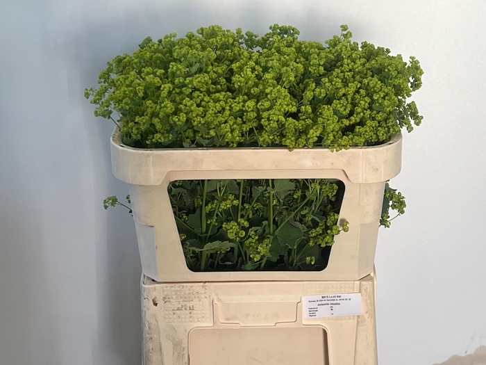 <h4>ALCHEM M ROBUSTICA</h4>