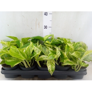 Epipremnum pinn. 'Marble Queen'