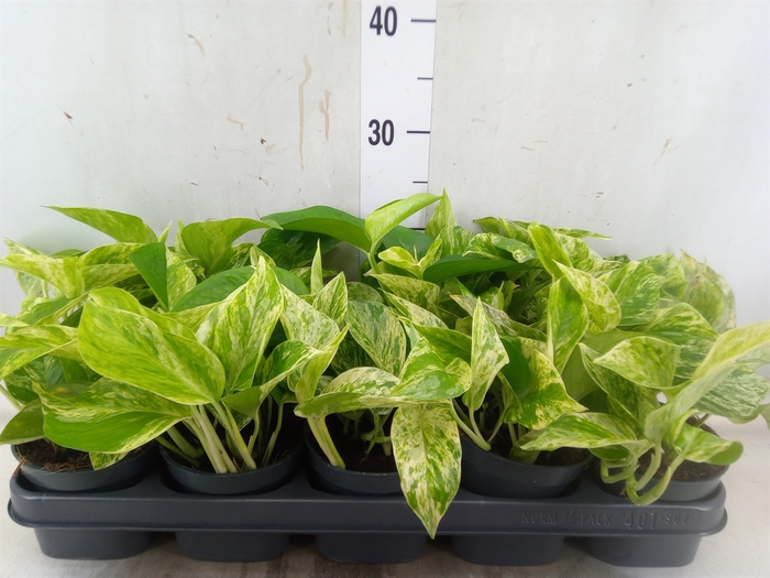 <h4>Epipremnum pinn. 'Marble Queen'</h4>
