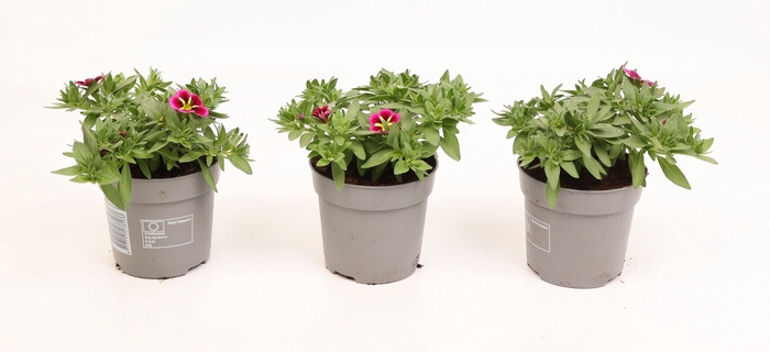 <h4>Calibrachoa Cabaret Good Night Kiss</h4>