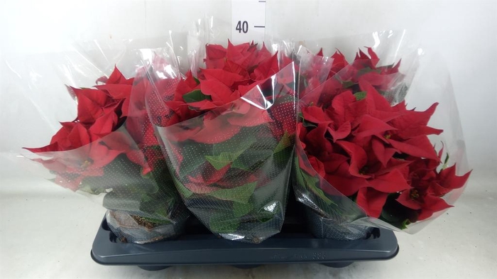 <h4>Euphorbia pulc. 'Allegra'</h4>