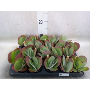 Kalanchoe NF thyrsiflora