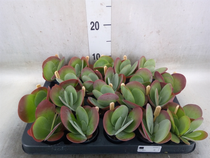 <h4>Kalanchoe NF thyrsiflora</h4>